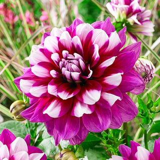 Patches Dahlia