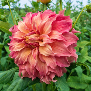 Belle Of Barmera Dahlia