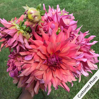 Belle Of Barmera Dahlia