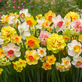 Technicolour Daffodil Mixture