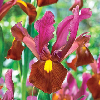 Red Ember Dutch Iris