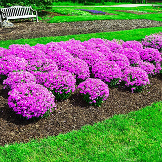 Forever Pink Phlox