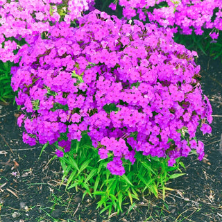 Forever Pink Phlox