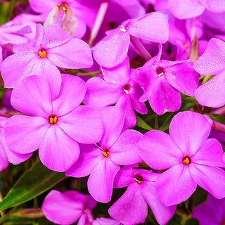 Forever Pink Phlox