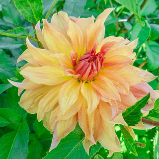 Big Brother Dahlia