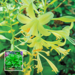 Miracle Lemony Hosta