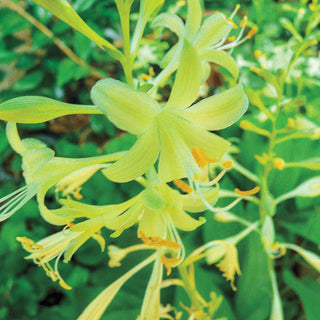 Miracle Lemony Hosta