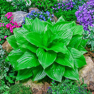 Miracle Lemony Hosta