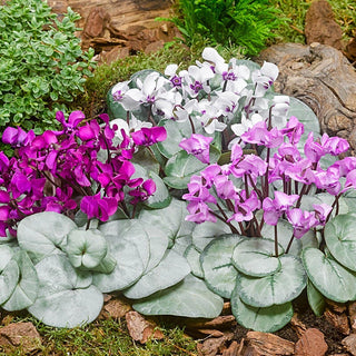 Silver Leaf Cyclamen Mixture