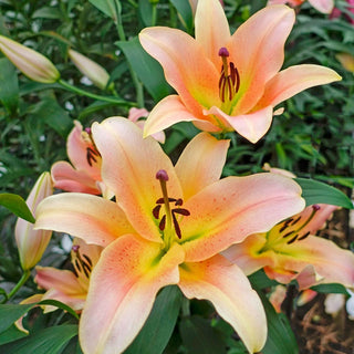 Zelmira Lily Tree