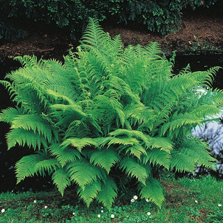 Lady Hardy Fern