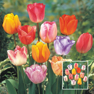 Colour Magic Tulip Mixture