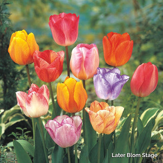 Colour Magic Tulip Mixture