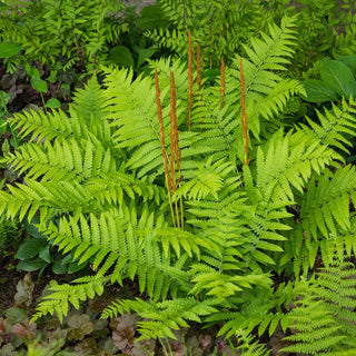 Cinnamon Hardy Fern