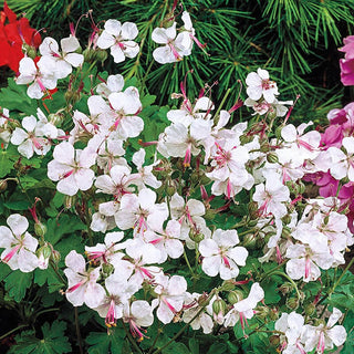 Biokovo Hardy Geranium