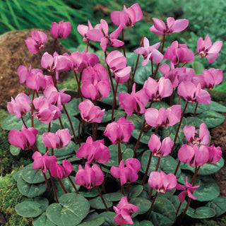 Dark Pink Hardy Cyclamen