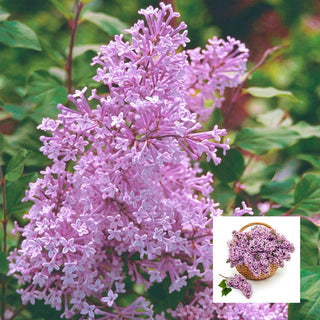 Josee Reblooming Lilac