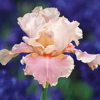 Entitled Bearded Iris