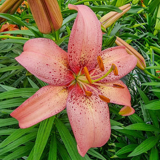 Morpho Pink Lily