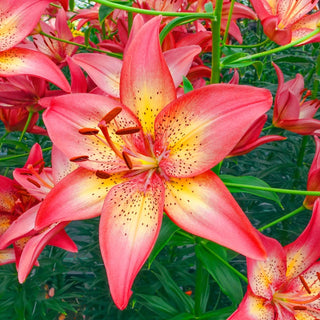 Trogon Lily