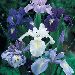 Cool Shades Dutch Iris Mixture