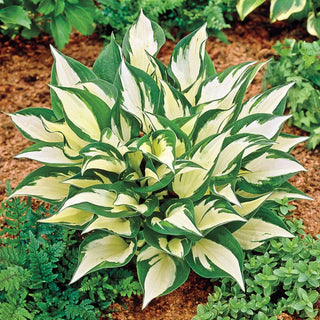 Loyalist Hosta