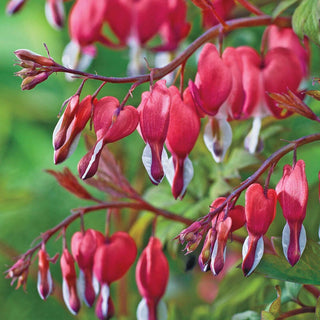 Red Old Fashioned Bleeding Heart