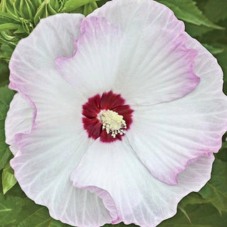 Ballet Slippers Hibiscus