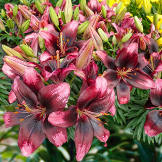 Tiny Poems Carpet Border Lily