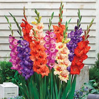 Glamini Gladiolus Mixture