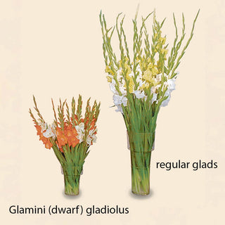 Glamini Gladiolus Mixture