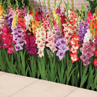 Glamini Gladiolus Mixture