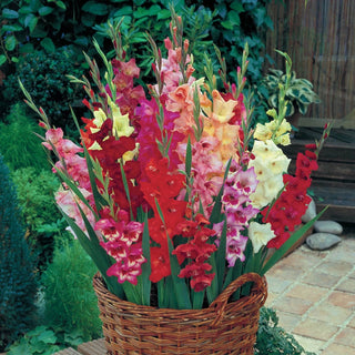 Glamini Gladiolus Mixture