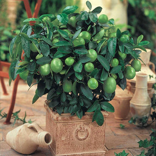 Key Lime Tree