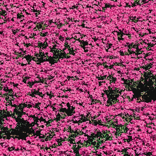 Red Wing Carpet Phlox