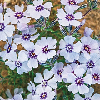 North Hill Carpet Phlox