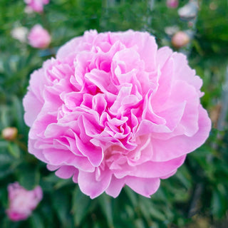 Bella Donna Peony