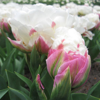 Ice Cream Tulip