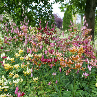 Turks Cap Lily Mixture