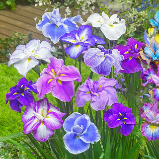 Japanese Dinner Plate Iris Mixture