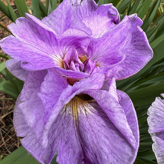 Japanese Dinner Plate Iris Mixture