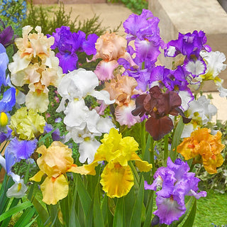 Reblooming Tall Bearded German Iris Mixture