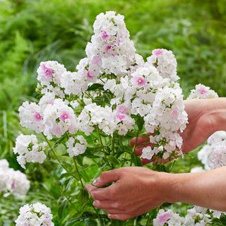 Cool Phlox Water