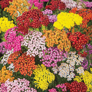 Rainbow Yarrow Mixture