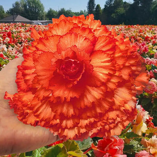 Prima Donna™ Begonia Orange