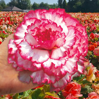 Prima Donna™ Begonia Picotee White with Pink