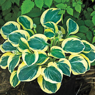 Mini Mouse Hosta Collection