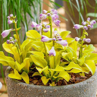 Mini Mouse Hosta Collection