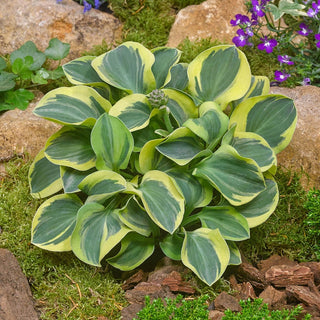 Mighty Mouse Mini Hosta