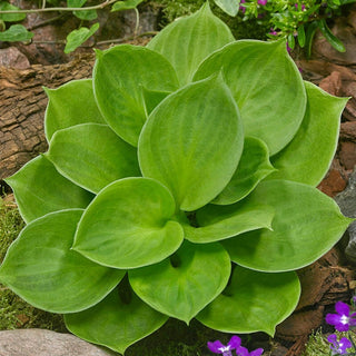 Monster Ears Mini Hosta